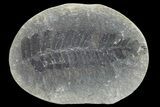 Pecopteris Fern Fossil (Pos/Neg) - Mazon Creek #72365-1